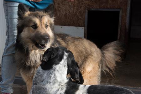 El nuevo centro de recogida de animales de la DPH, que se empezará a...